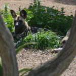 African Wild Dog