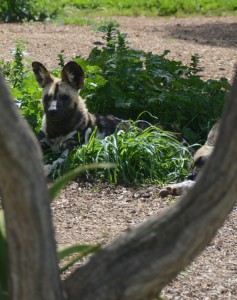 African Wild Dog