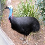 Southern Cassowary