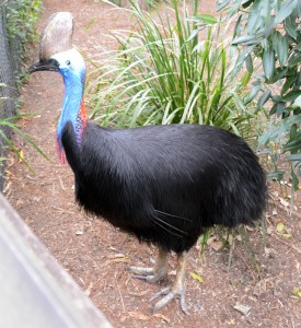Southern Cassowary