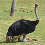 Emu