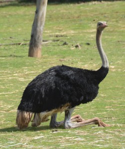 Emu