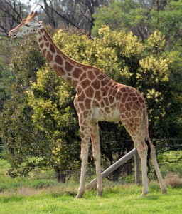 Giraffe