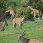Antelopes and Giraffes