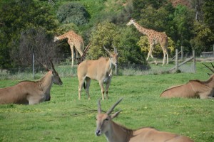 Antelopes and Giraffes