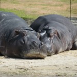 Hippos