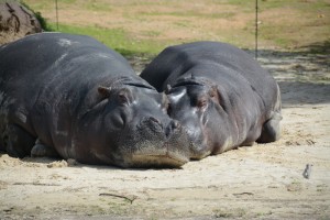 Hippos