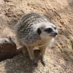 Meerkat