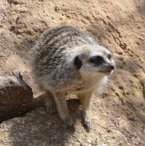 Meerkat