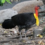 Brush Turkey