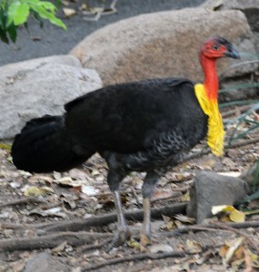 Brush Turkey