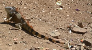 Large, old iguana