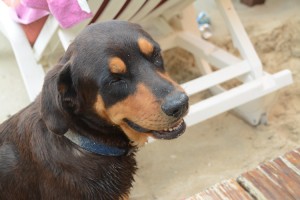 beach dog