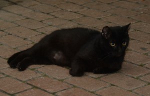 black cat