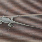 gecko