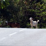 Anguilla goat