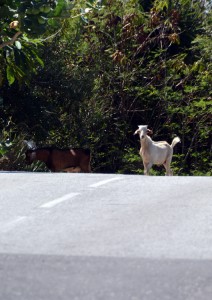 Anguilla goat