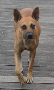 dog on boardwalk