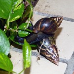 Giant snails