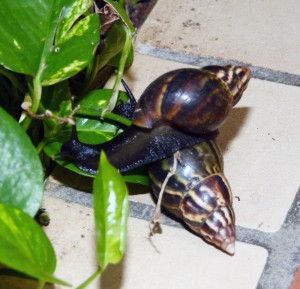 Giant snails