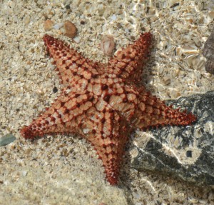 starfish