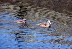 Eider ducks