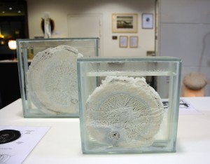 Cross section of a sperm whale penis