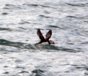 Flying puffin