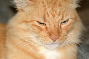 angry cat