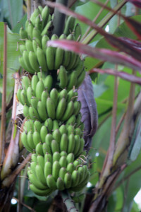 bananas