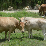 cattle