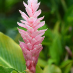 pink tropical flower
