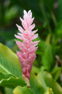 pink tropical flower