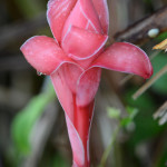 pink waxy tropical flower