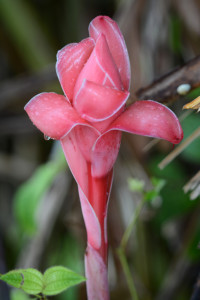 pink waxy tropical flower