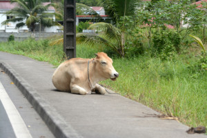 cow on the sidewalk