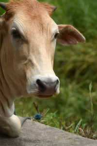 cow
